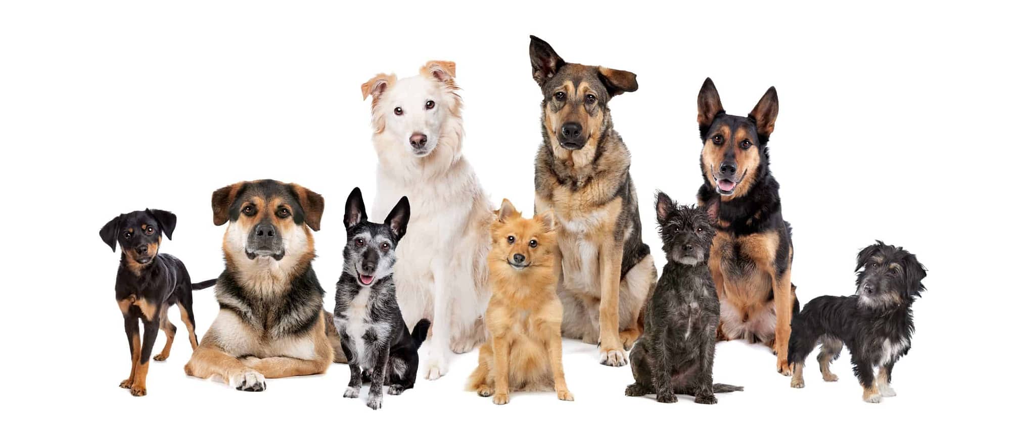 dna testing for dogs scaled