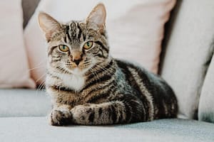 cat sitting new york
