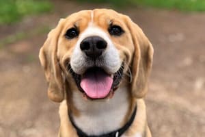 dog training and dog walking manhattan yorkville upper east side