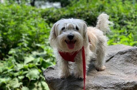 Bruno Dog Walker Affordable Dog Walking Services