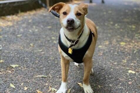 Bruno Dog Walker Dog Care Services