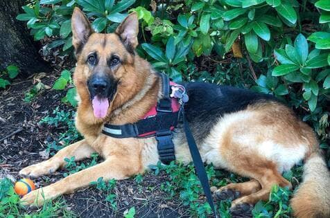 Bruno Dog Walker Dog Sitting Services