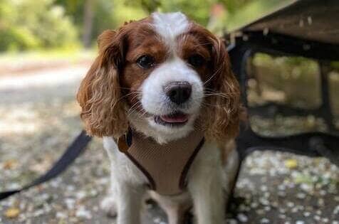 Bruno Dog Walker Reviews