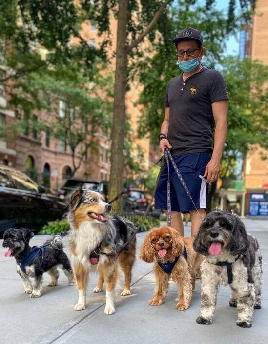 Bruno Dog Walker Dog Walking & Pet Sitting Services