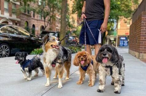 Bruno Dog Walker Dog Care Services Upper East side Manhattan NYC