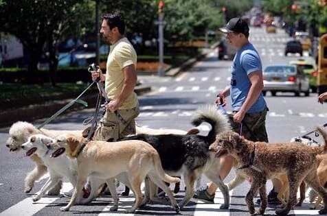 Bruno Dog Walker Pet Care Services